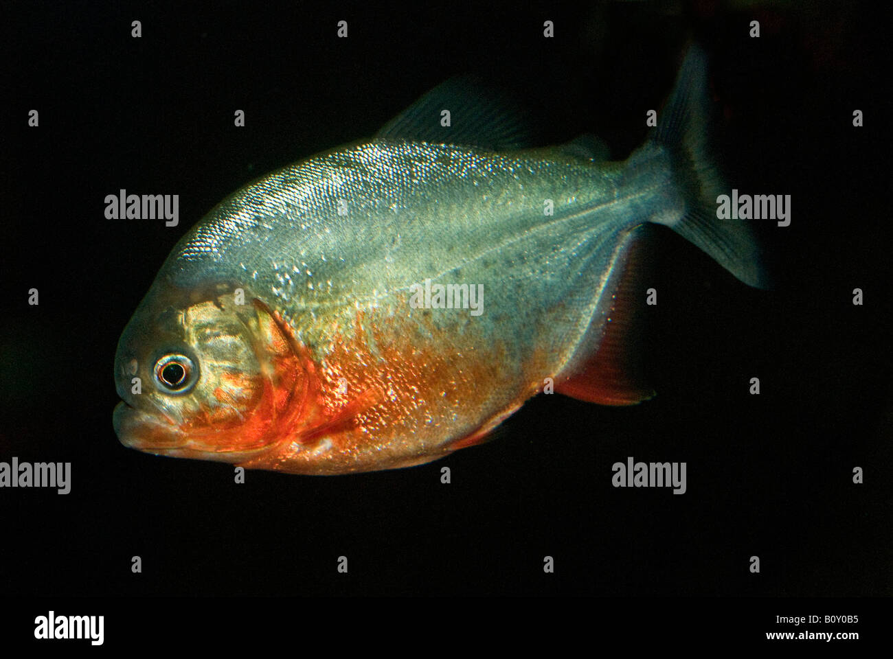 À TÊTE BOMBÉE, piranha piranha du Natterer, piranha rouge, Red-bellied piranha (Serrasalmus nattereri Pygocentrus nattereri, Roos, Banque D'Images
