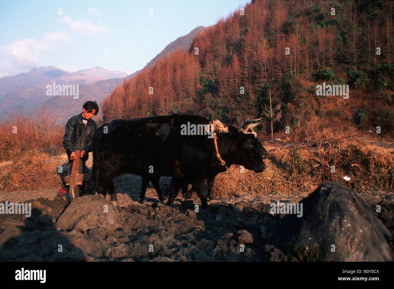 Farmer ploughing avec taureau dans la vallée de Wolong, en Chine, Himalaya Banque D'Images