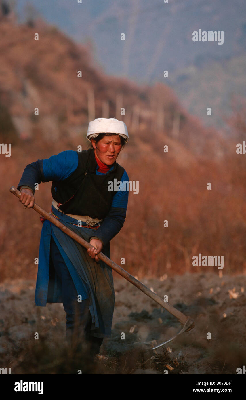 Farmer ploughing dans la vallée de Wolong, en Chine, Himalaya Banque D'Images