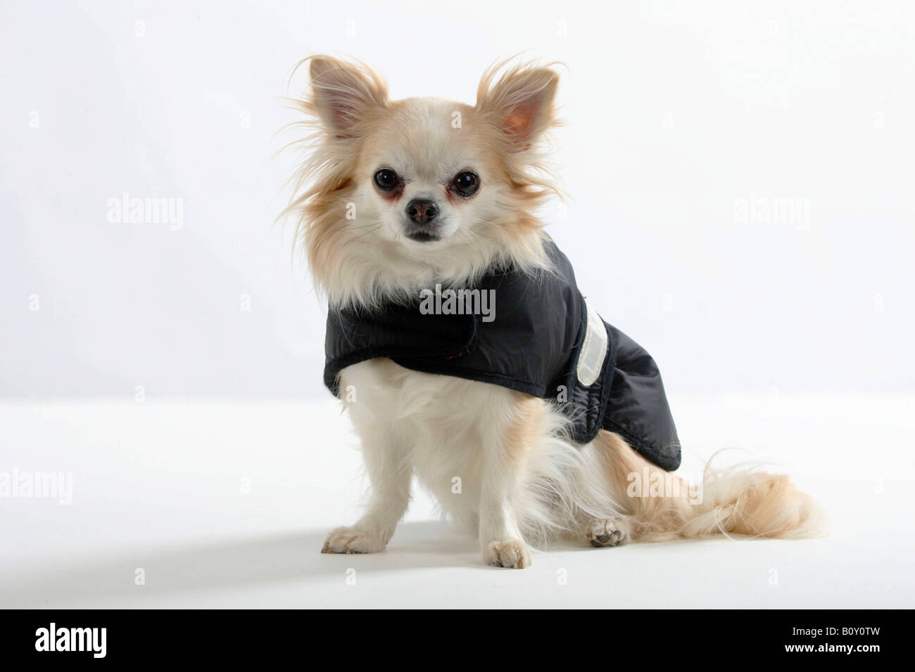 Chihuahua à poil long manteau de pluie Banque D'Images