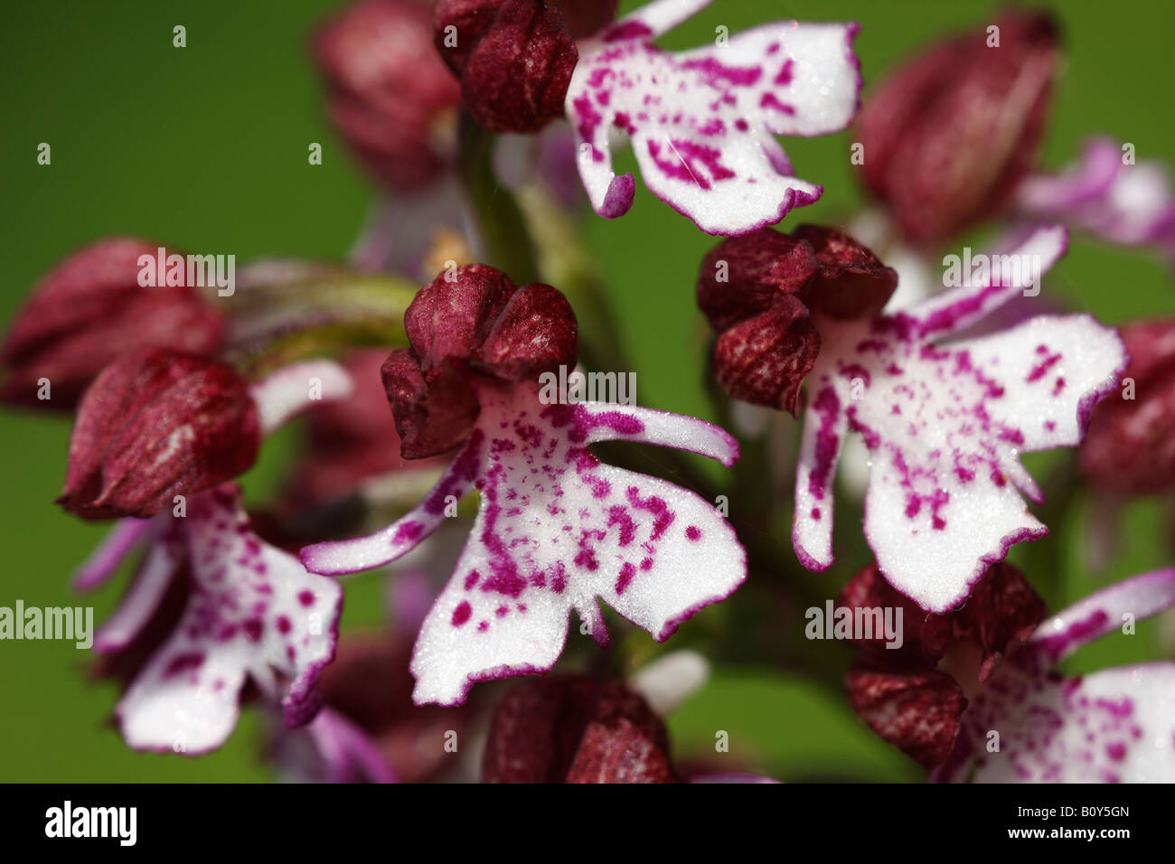 'Orchidée' [Orchis purpurea], 'close up' Fleur macro pétale montrant le détail, England, UK Banque D'Images