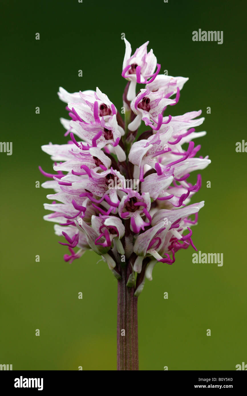 'Monkey' [orchidée Orchis simia], de plus en plus dans le champ de fleurs sauvages, 'close up' détail plante contre le "fond vert", England, UK Banque D'Images