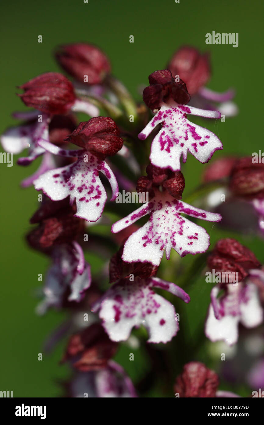 'Orchidée' [Orchis purpurea], 'close up' Fleur macro pétale montrant le détail, England, UK Banque D'Images
