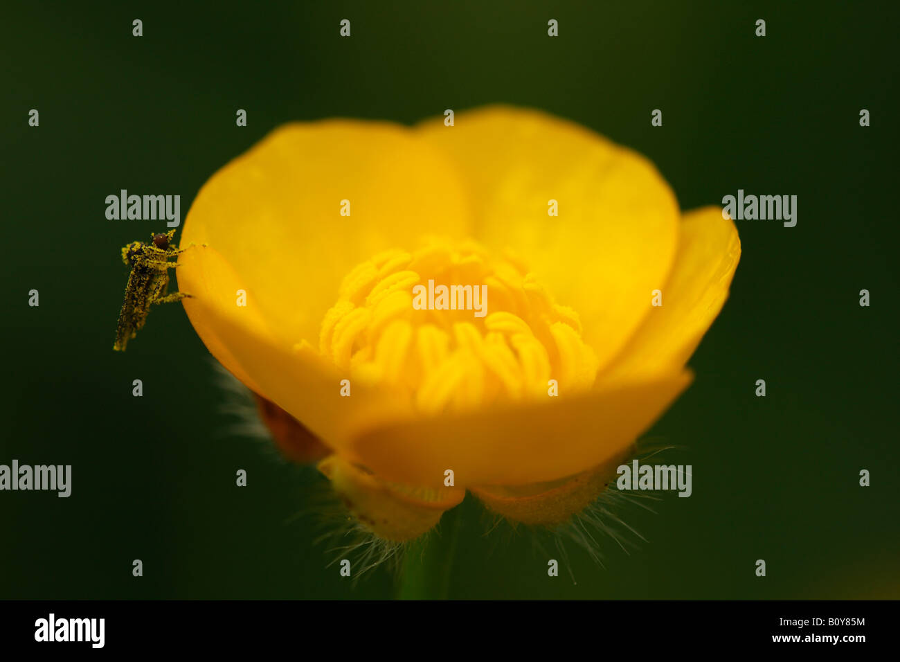 [Pré] [buttercup Ranunculus acris], 'close up' Fleur pollen insecte macro montrant couverts et l'étamine détail, England, UK Banque D'Images