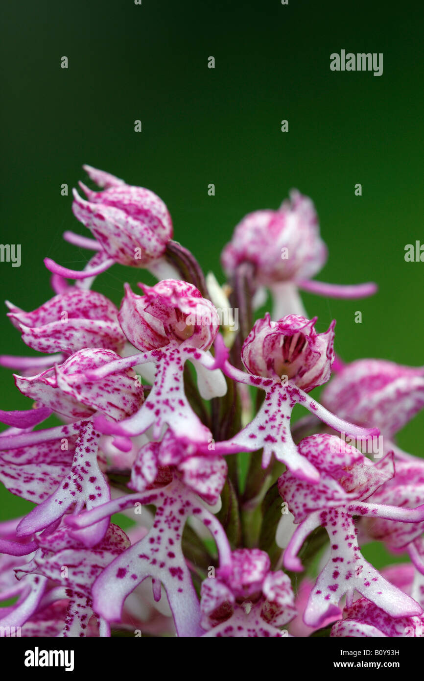 Lady x orchidée singe rare [hybrides Orchis purpurea x simia], 'close up' Fleur macro pétale montrant le détail, England, UK Banque D'Images