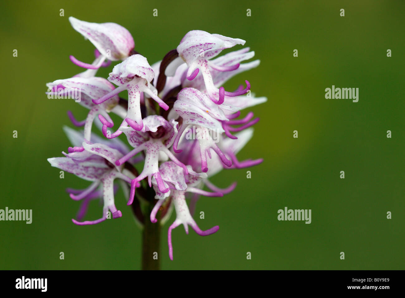 'Monkey' [orchidée Orchis simia], de plus en plus dans le champ de fleurs sauvages, 'close up' détail pétales contre le "fond vert", England, UK Banque D'Images