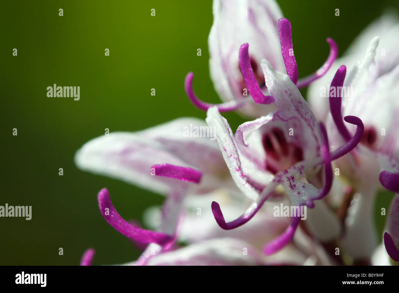 'Monkey' [orchidée Orchis simia], 'close up' Fleur macro pétale montrant le détail, England, UK Banque D'Images