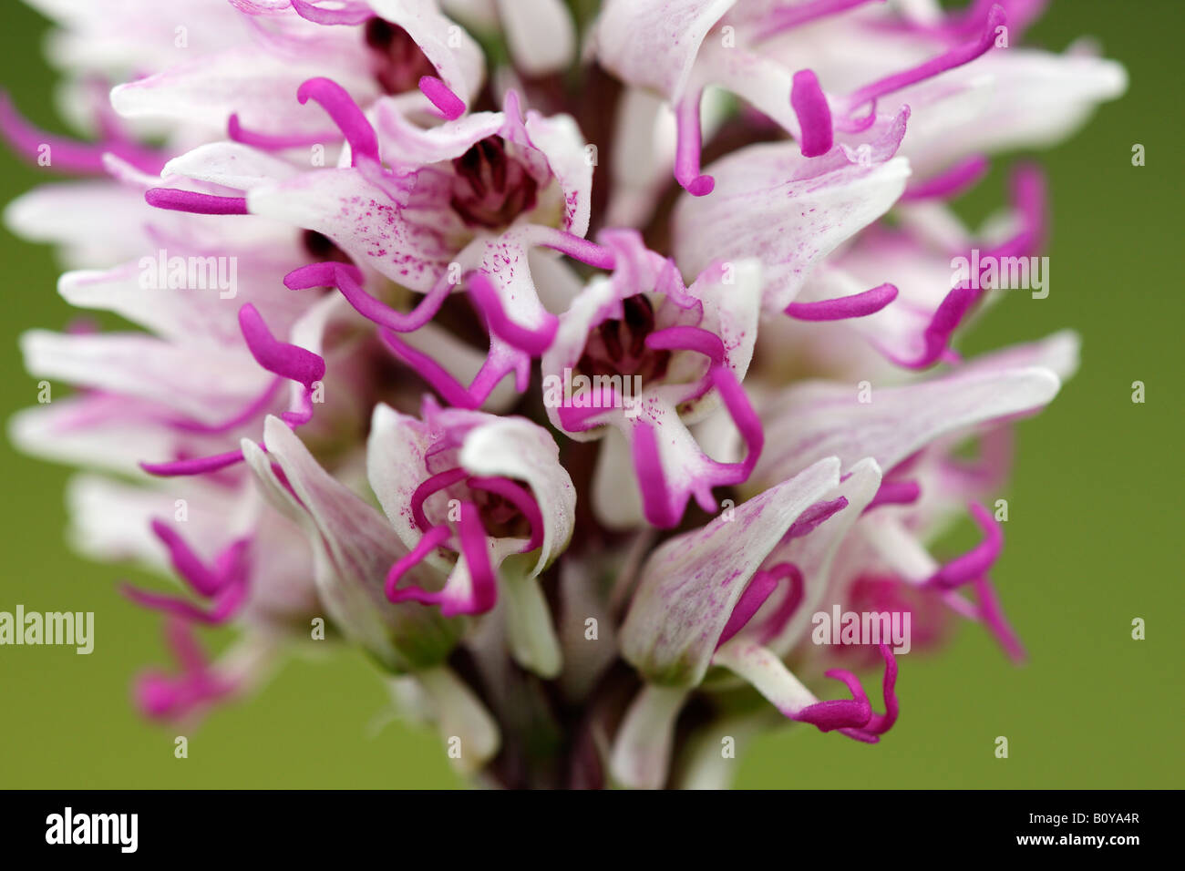 'Monkey' [orchidée Orchis simia], 'close up' Fleur macro pétale montrant le détail, England, UK Banque D'Images