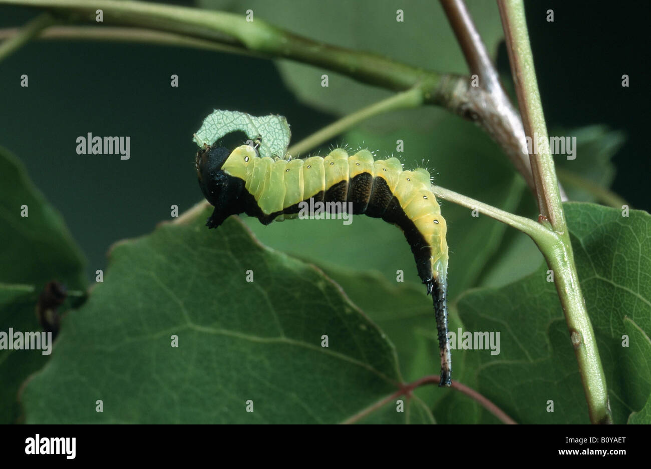 Puss moth (Cerura vinula), Caterpillar se nourrit de feuilles de peuplier, Allemagne Banque D'Images