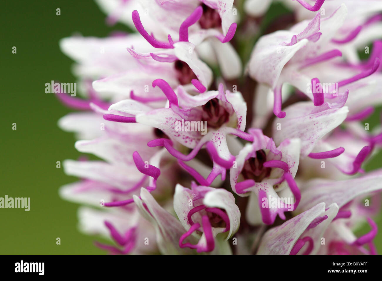 'Monkey' [orchidée Orchis simia], 'close up' Fleur macro pétale montrant le détail, England, UK Banque D'Images