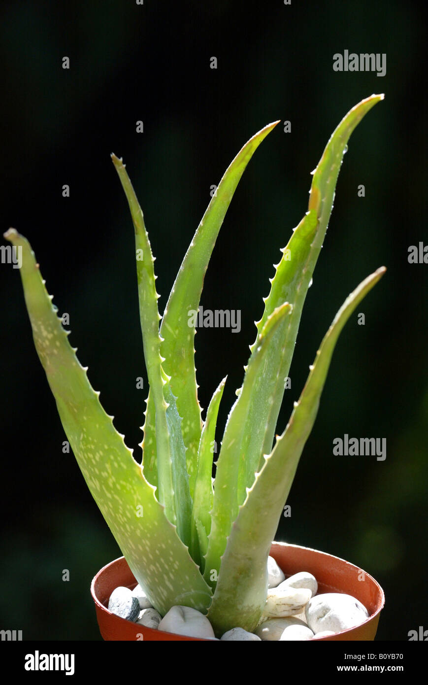 L'aloès (Aloe vera, Aloe Barbadensis), plante en pot Banque D'Images
