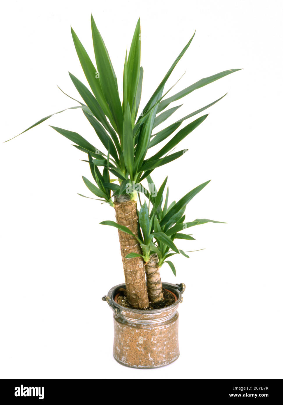 Yucca (Yucca elephantipes éléphant), plante en pot Banque D'Images