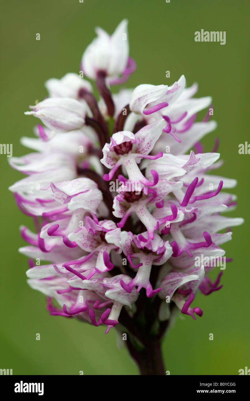 'Monkey' [orchidée Orchis simia], de plus en plus dans le champ de fleurs sauvages, 'close up' détail pétales contre le "fond vert", England, UK Banque D'Images