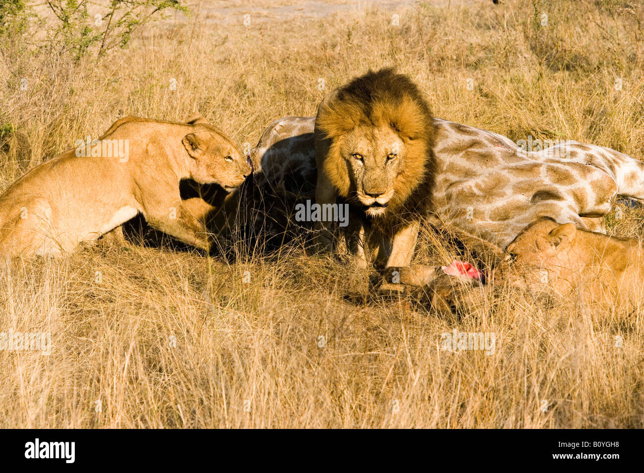 Soleil Gros plan homme permanent lion, Panthera leo promenades sur la face regardant attentivement lions femelle se nourrissent de carcasses fraîches girafe tuer Delta de l'Okavango au Botswana Banque D'Images