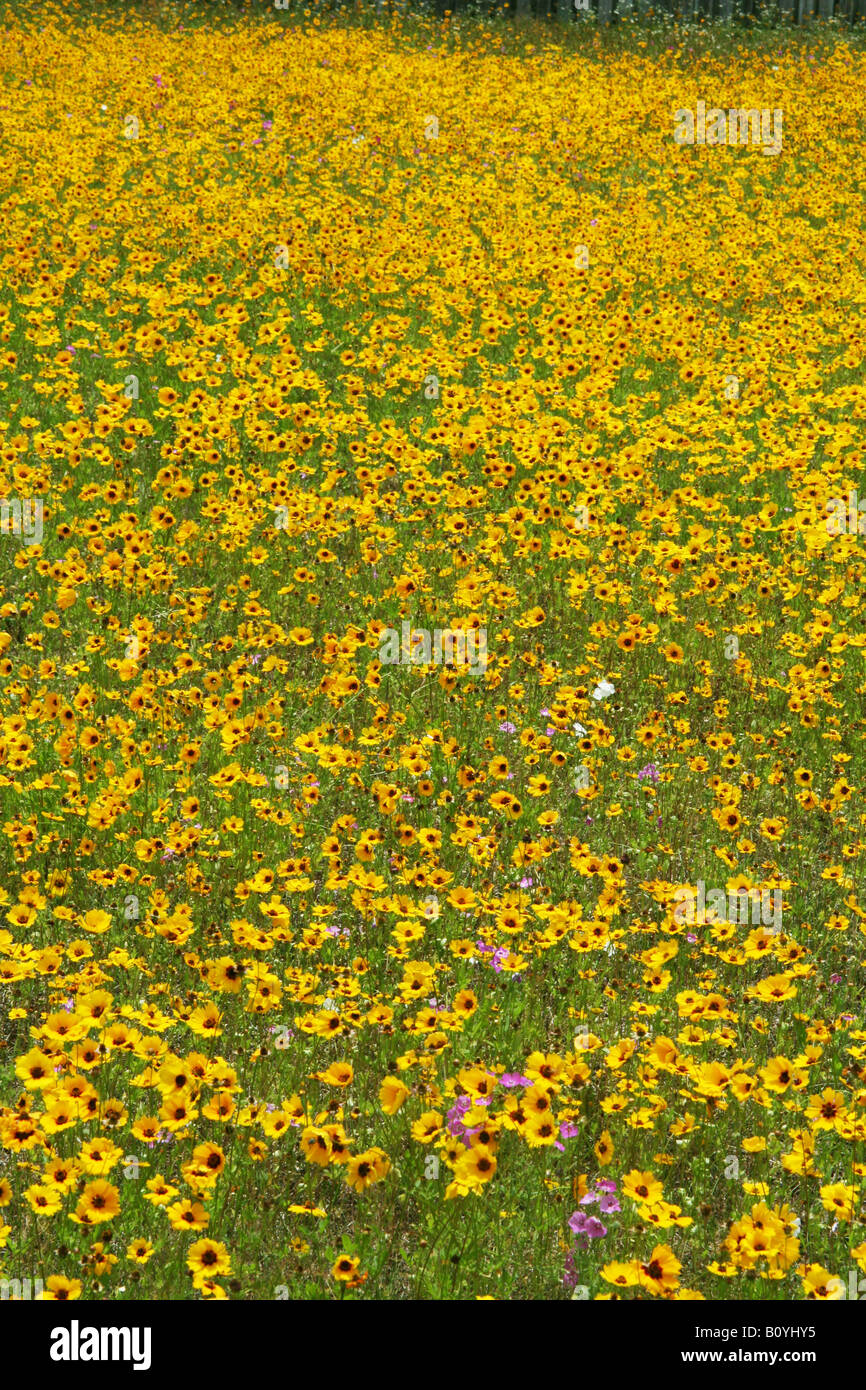 Coreopsis fleurs du sud-est des États-Unis Banque D'Images