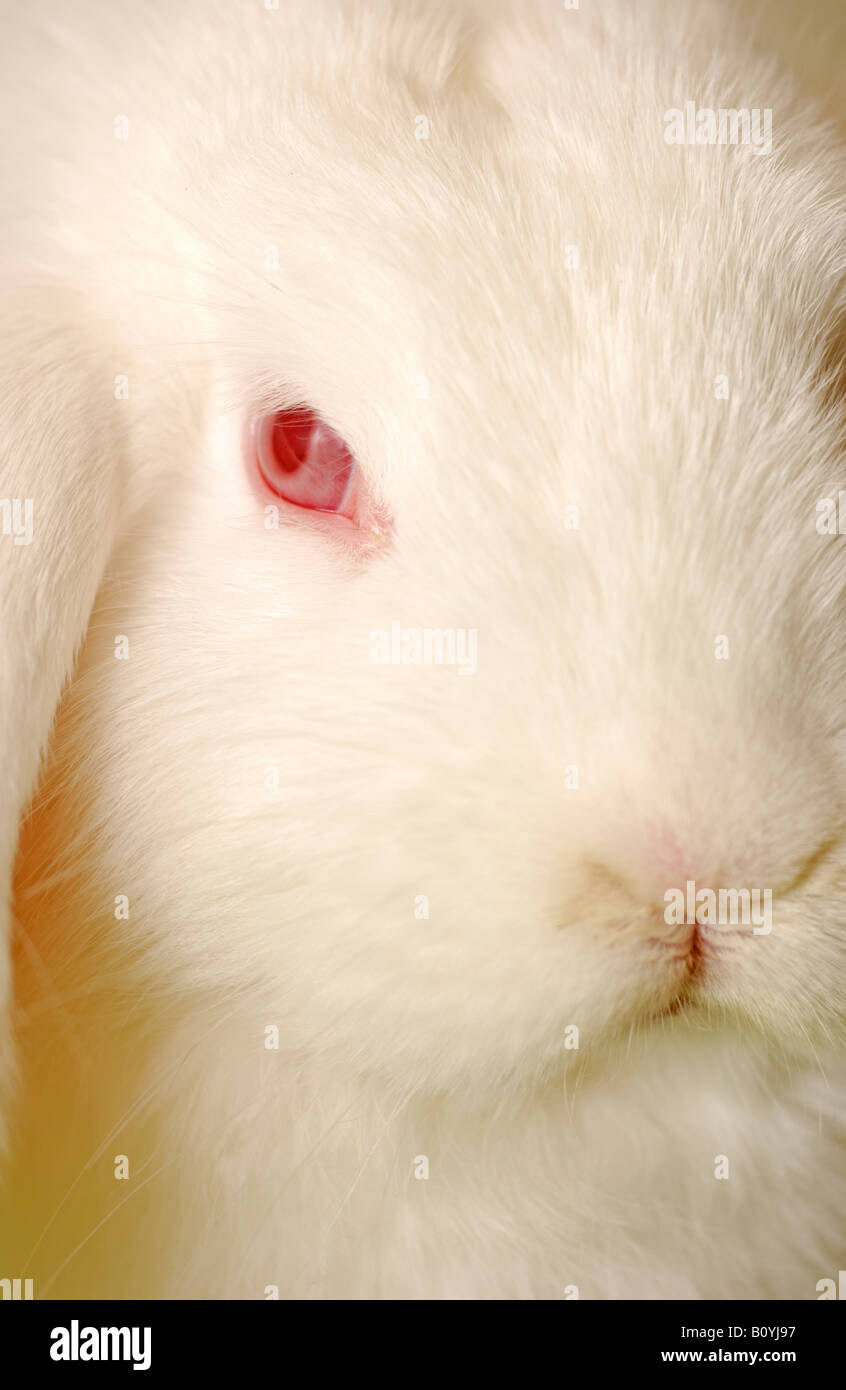 Albino lapin (Oryctolagus cuniculus), close up Banque D'Images