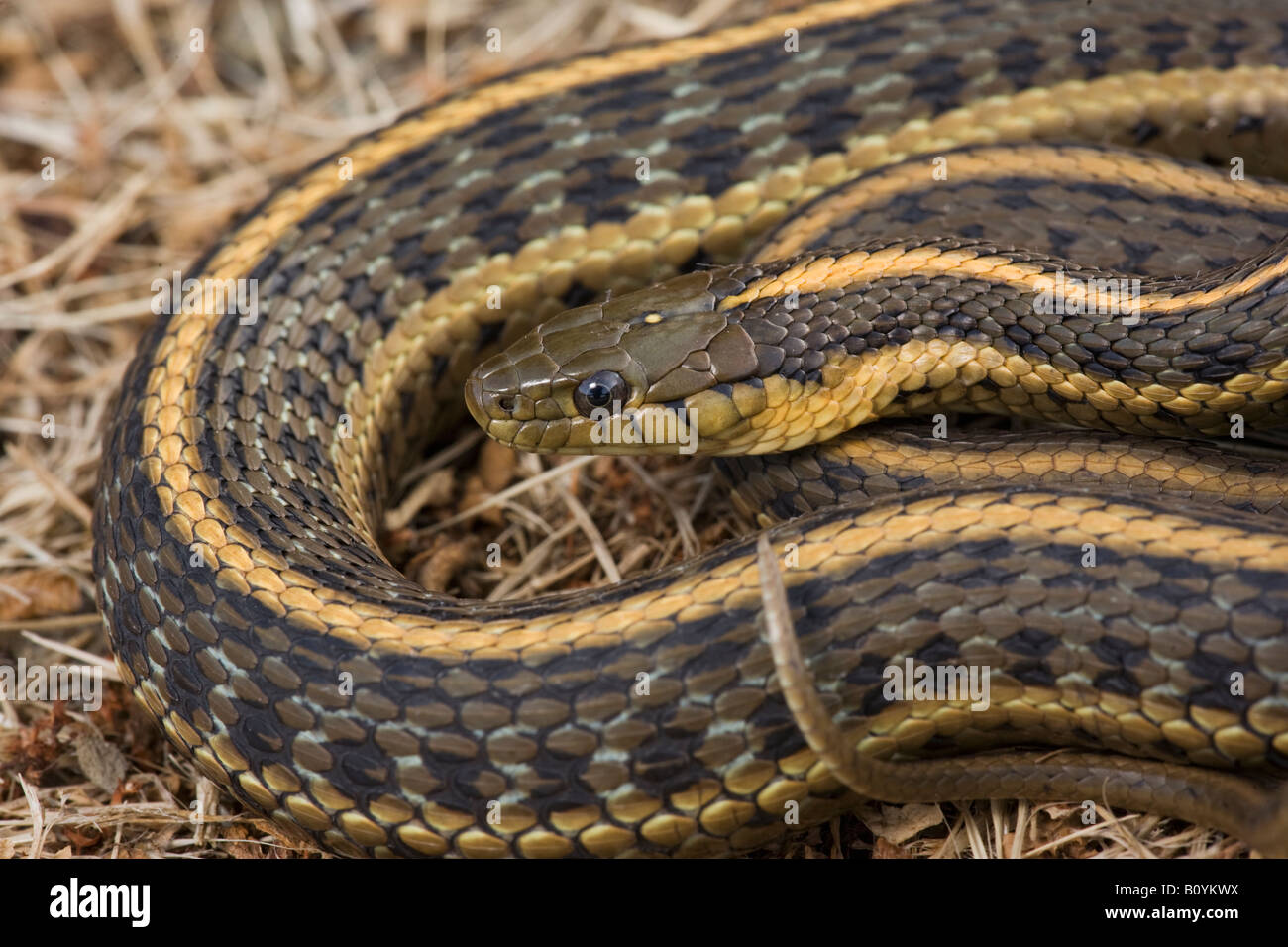 Côte du Pacifique Couleuvre aquatique Thamnophis atratus atratus Banque D'Images