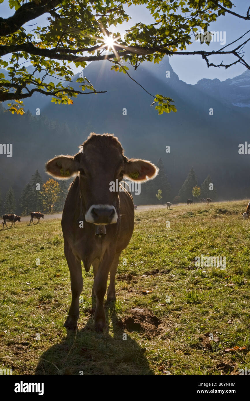 Autriche, Tyrol, Karwendel, Cows on meadow Banque D'Images