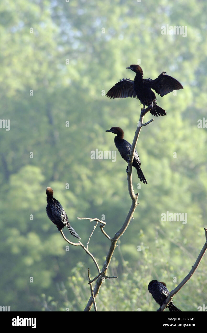 Marangone minore phalacrocorax pygmaeus stagno Palude di ramo Punte Alberete Ravenne Emilia Romagna Italia à gruppo Banque D'Images