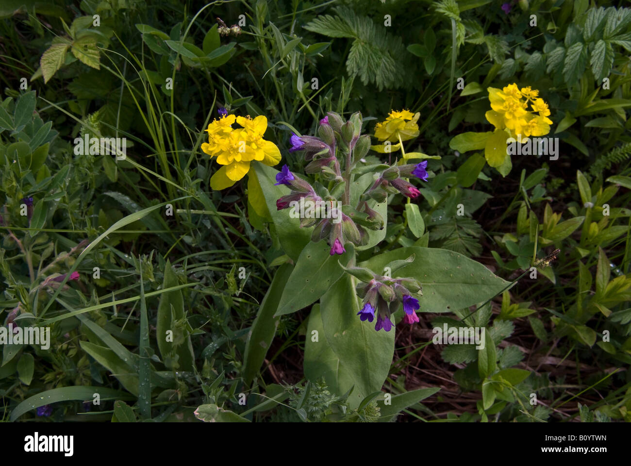 Pulmonaria officinalis Banque D'Images