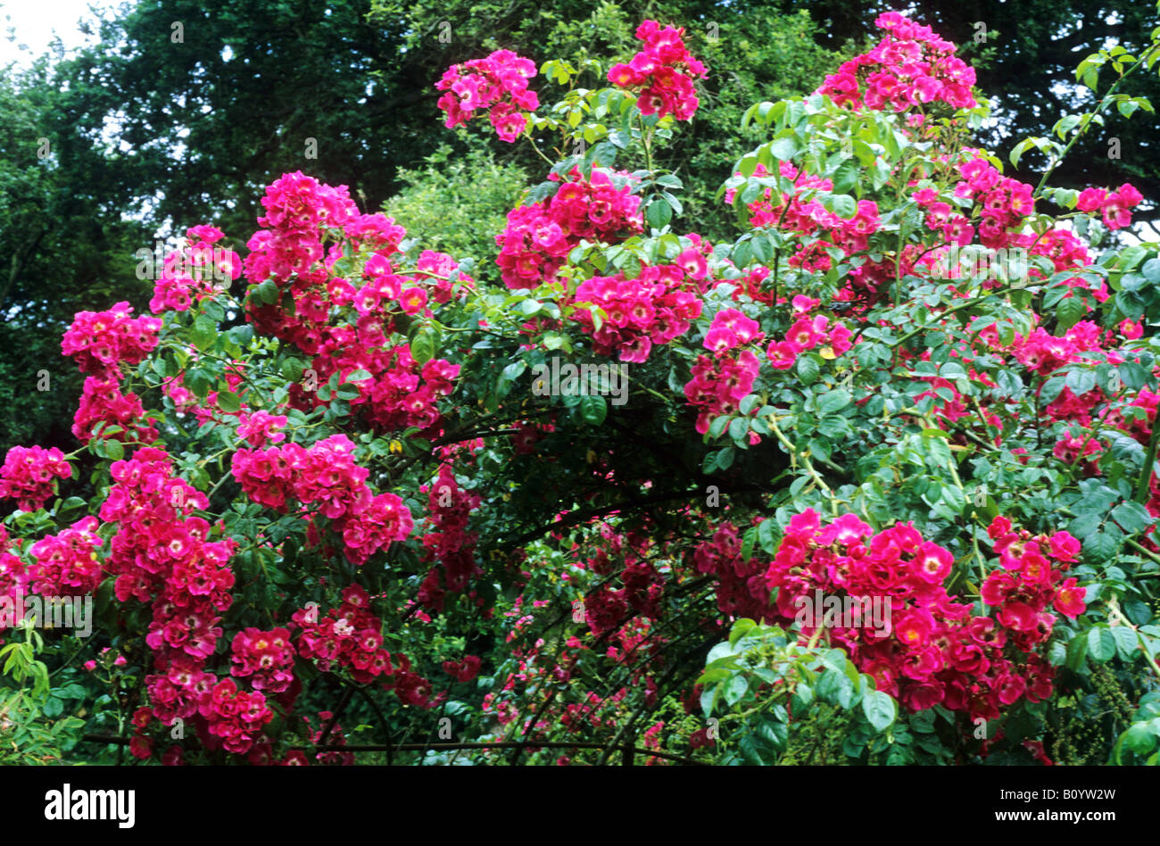 Rosa 'pilier américain' sur châssis métallique Rambler rouge rambling rose fleur plante jardin d'escalade Banque D'Images