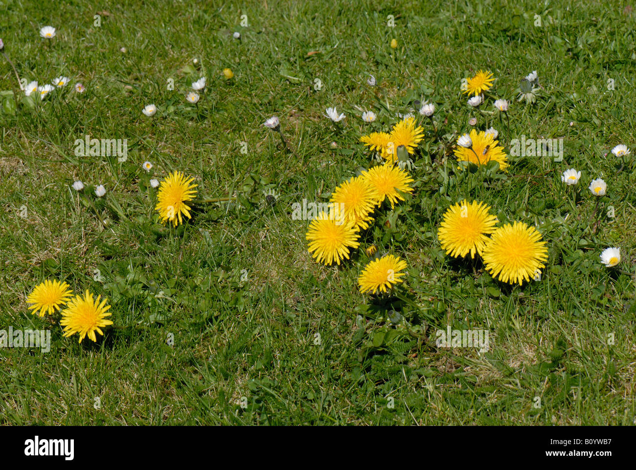 La floraison de marguerites et les pissenlits dans un jardin pelouse Banque D'Images