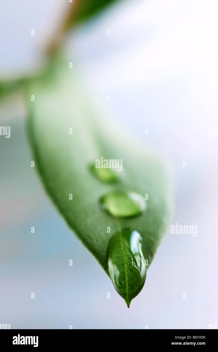 Macro d'une feuille verte avec de l'eau gouttes Banque D'Images