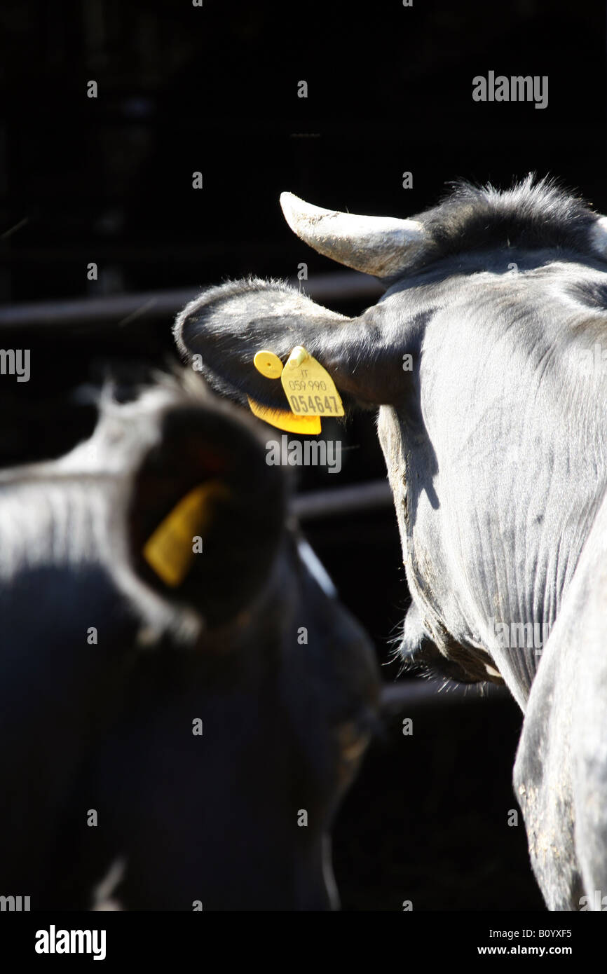 Lait mozzarella buffalo herd en italie Banque D'Images