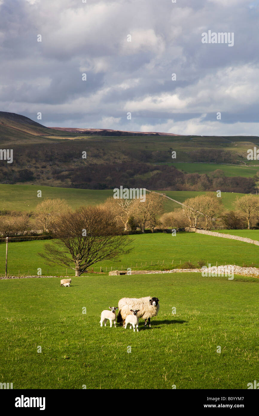 Brebis avec agneaux Wensleydale Yorkshire Dales England Banque D'Images
