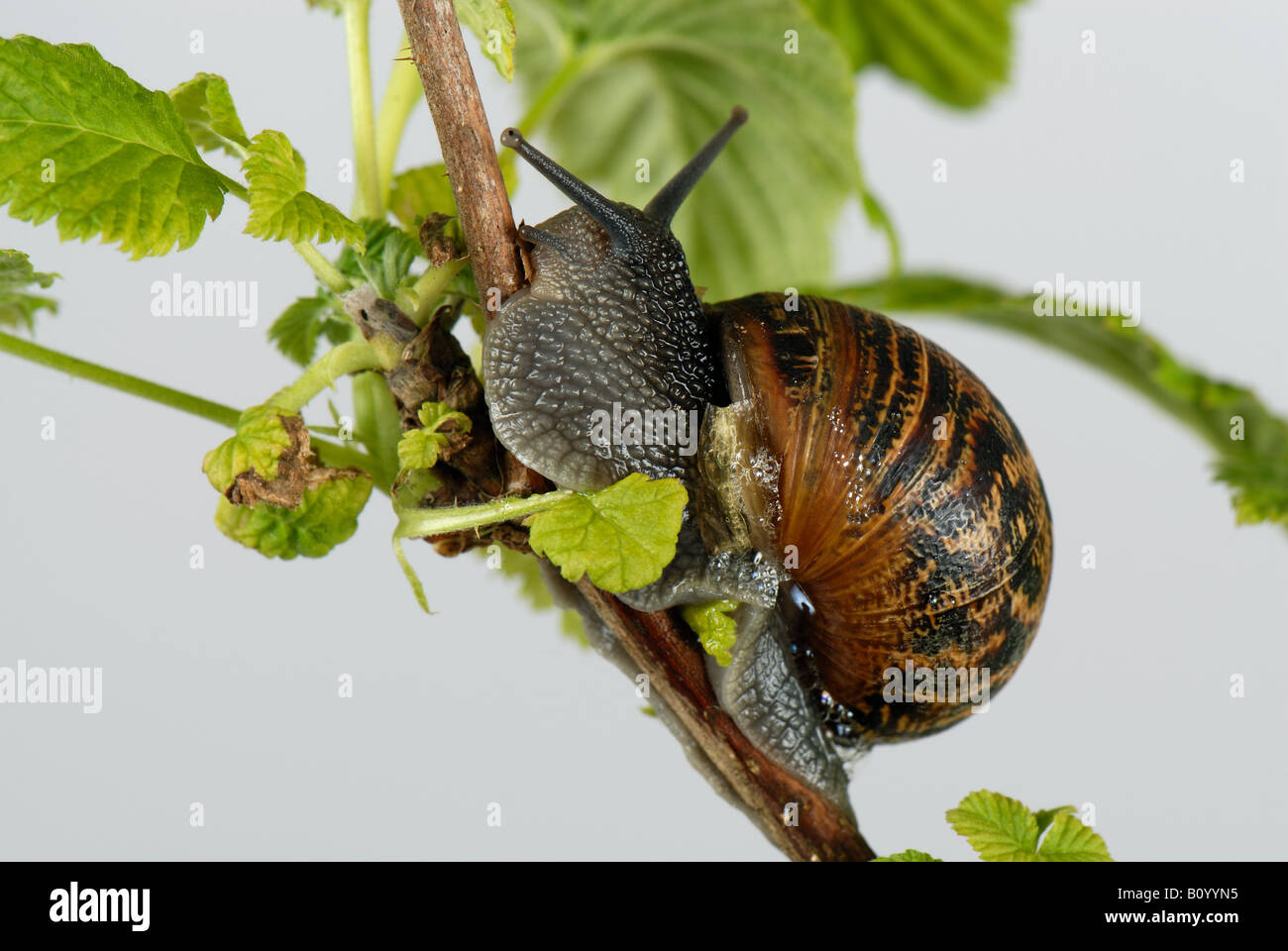 Escargot Cornu aspersum grimpant sur les jeunes feuilles de framboisier Banque D'Images