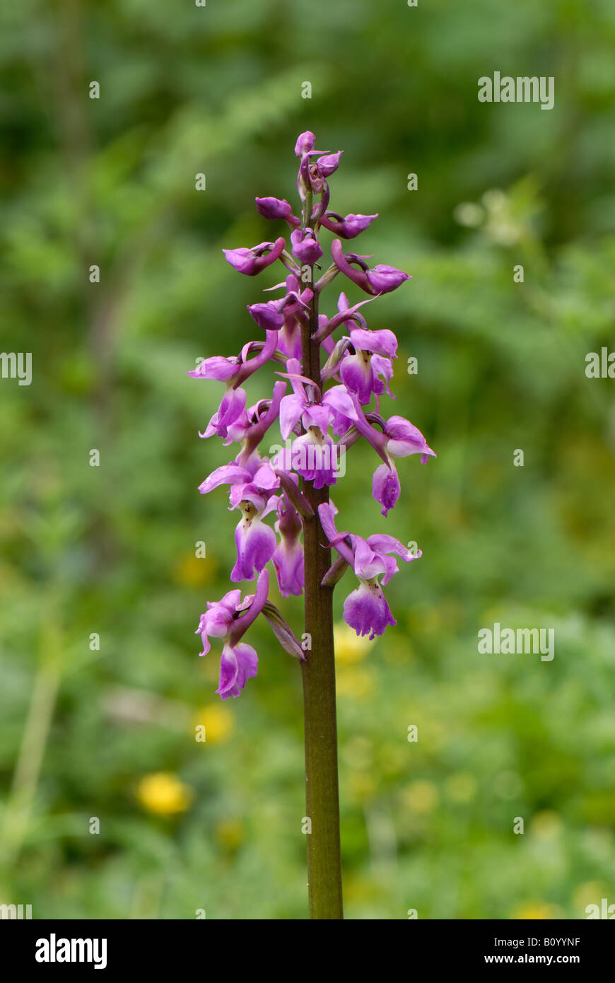 Early Purple orchid Orchis mascula floraison ouvert partiellement Devon spike Banque D'Images