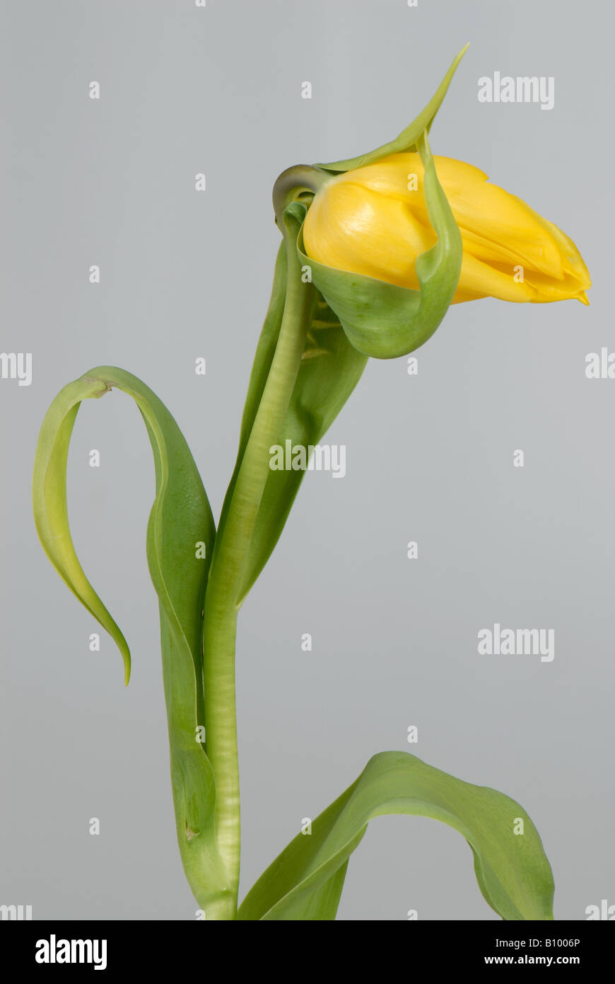 Couper fleurs tulipes piégés par les sépales rejoint Banque D'Images
