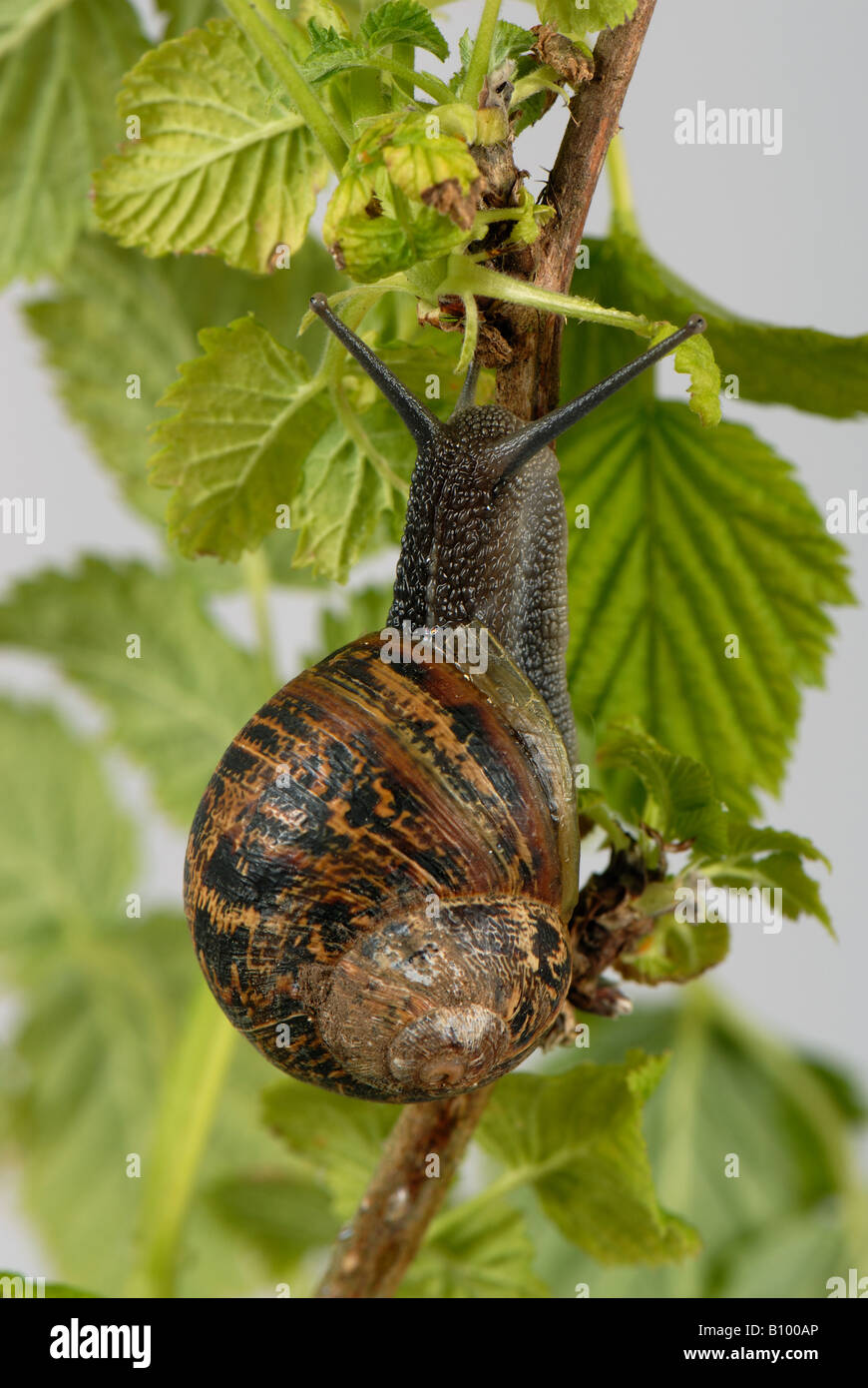 Escargot Cornu aspersumclimbing sur les jeunes feuilles de framboisier Banque D'Images