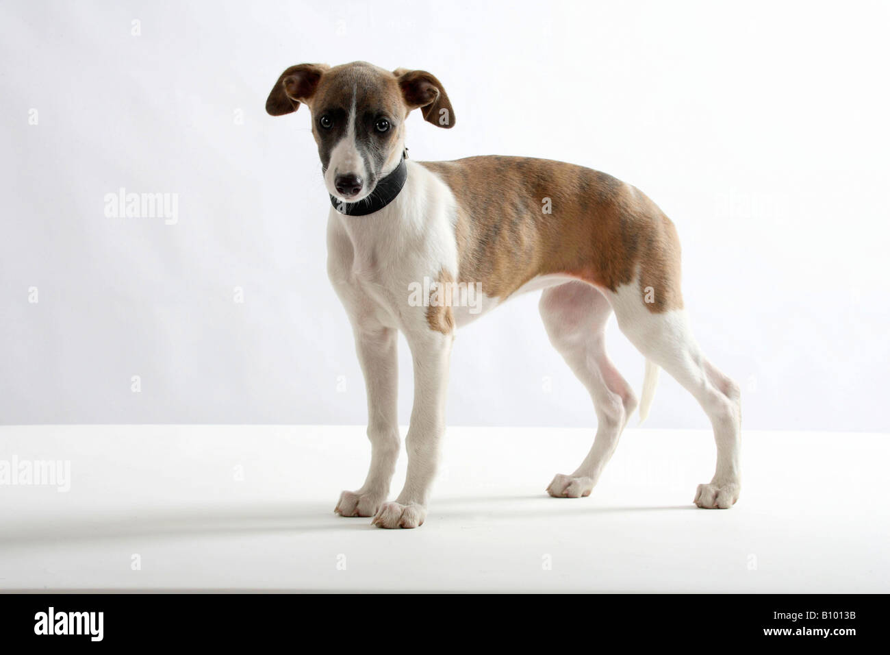 Chiot Whippet collier 11 semaines Photo Stock - Alamy