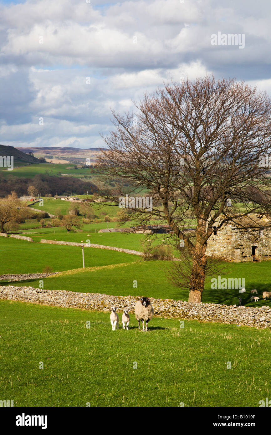 Brebis avec agneaux Wensleydale Yorkshire Dales England Banque D'Images