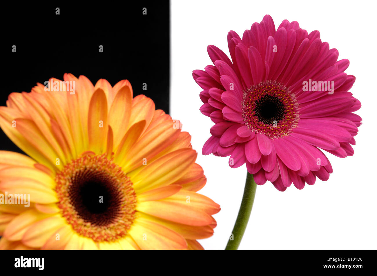 Marguerites colorées Banque D'Images