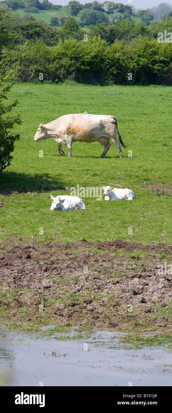 Une vache et deux veaux dans un champ Banque D'Images