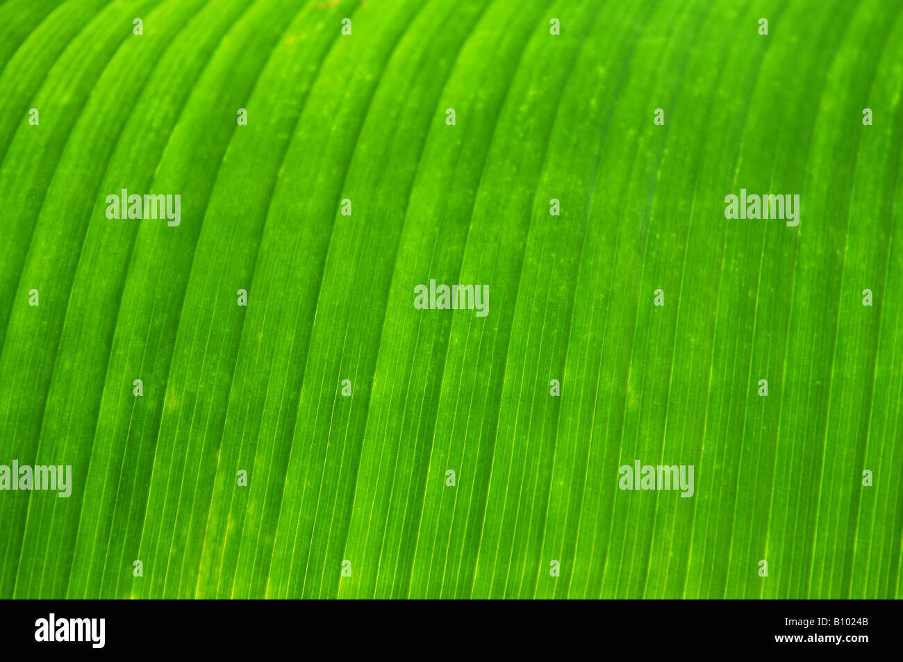 Feuille verte d'une plante tropicale close up Banque D'Images