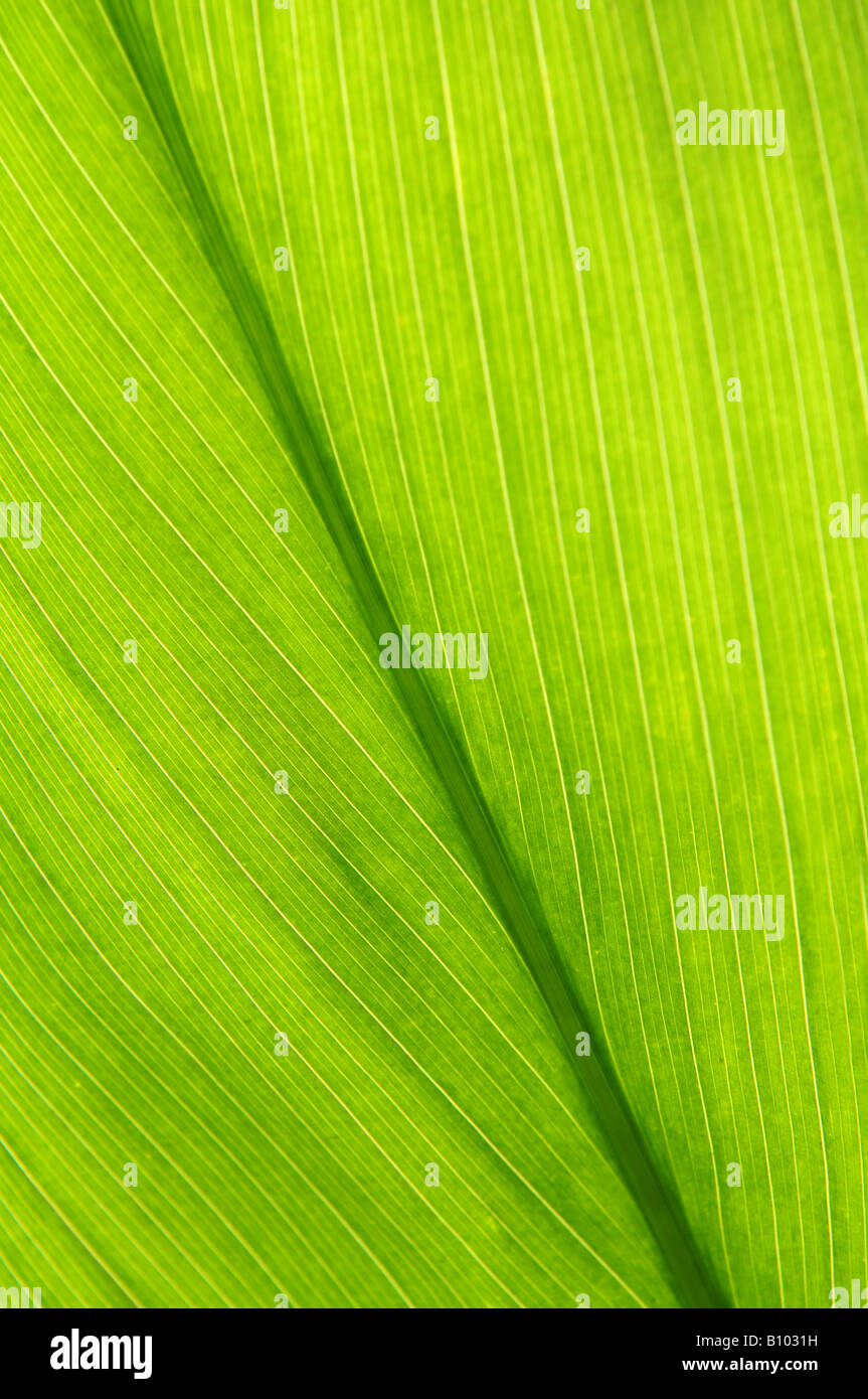 Feuille verte d'une plante tropicale close up Banque D'Images