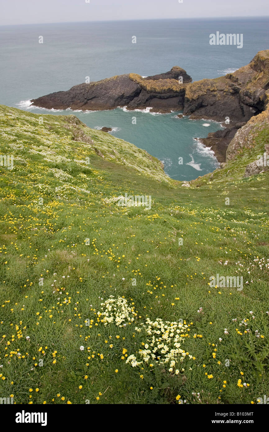 Skomer Island West Wales Pembrokeshire UK Banque D'Images