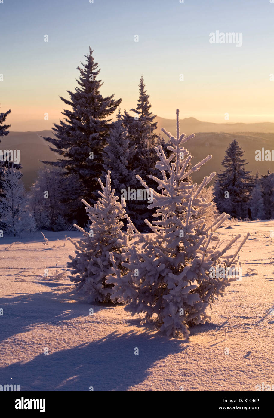 Sapins couverts de neige dans la luminosité de coucher Banque D'Images