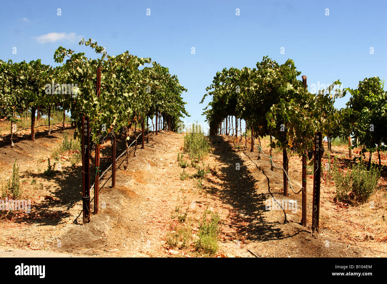 Pays du vin en Californie Banque D'Images