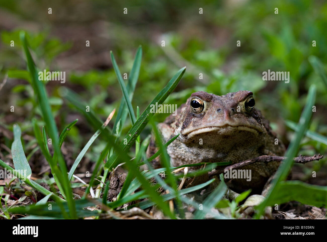 Le Crapaud de Woodhouse (Bufo woodhousii) Banque D'Images