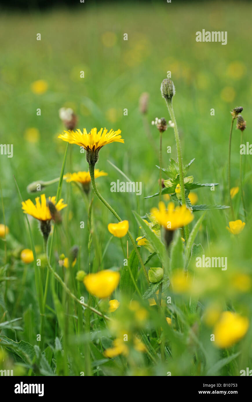 Fleurs dans hay meadow traditionnel, UK Banque D'Images