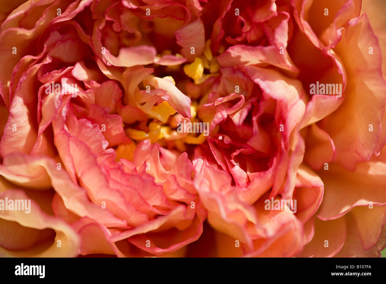 Gros plan sur la fleur de pivoine « souvenir de Maxime Cornu » en fleur au printemps, West Sussex, Angleterre, Royaume-Uni Banque D'Images