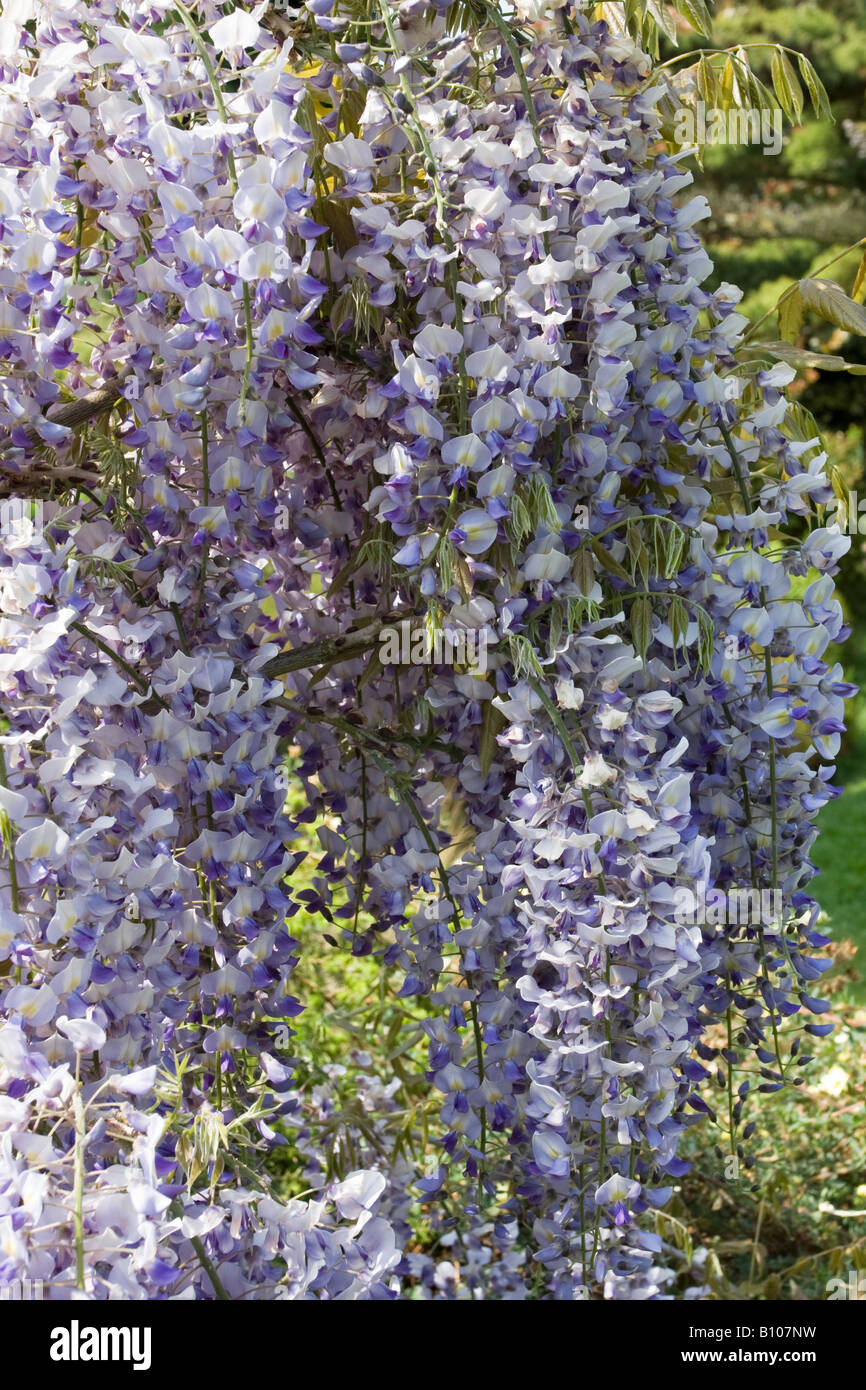 Fleur de listeria lilas au printemps. West Sussex, Angleterre, Royaume-Uni Banque D'Images