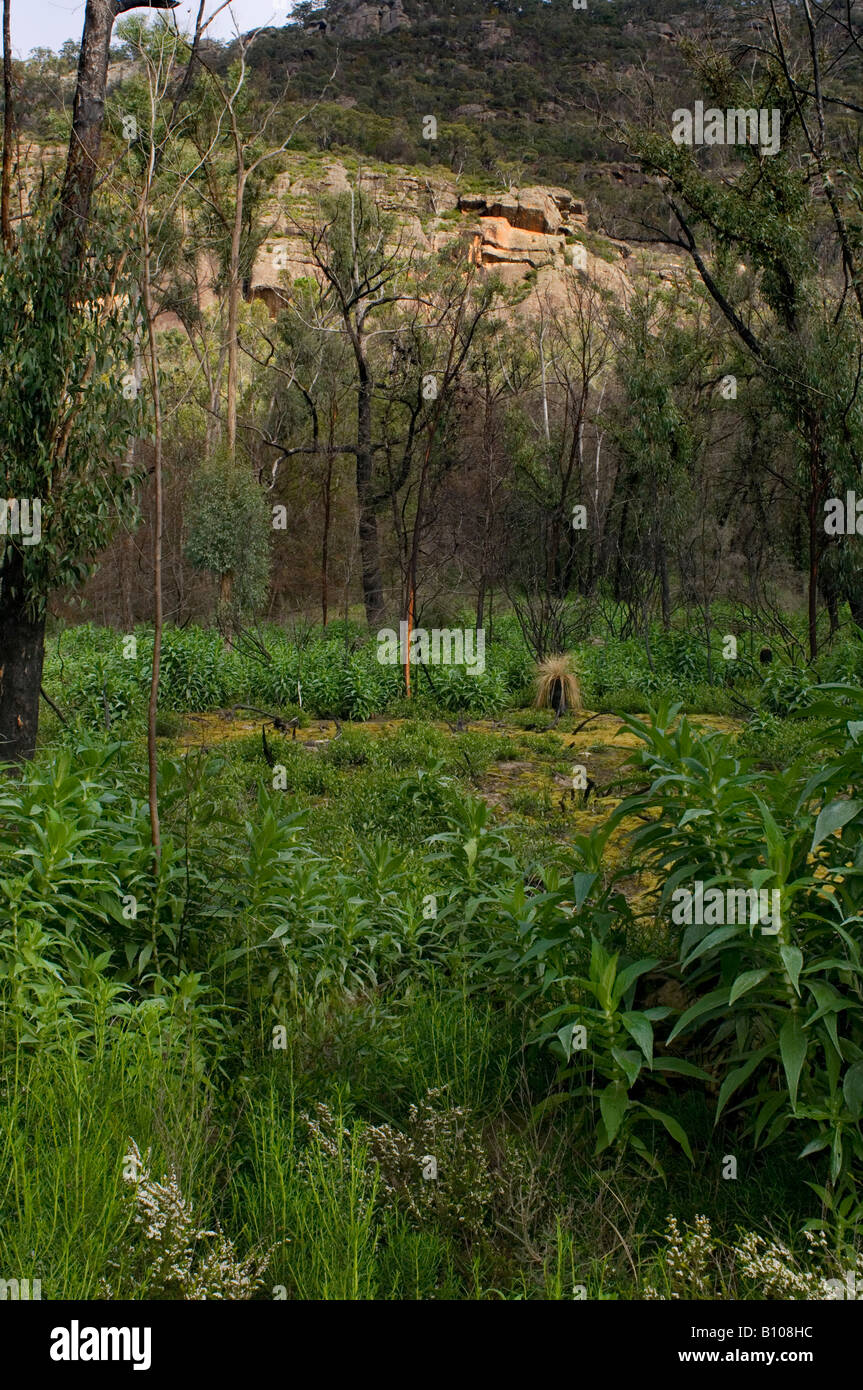 La régénération après grand g's Banque D'Images
