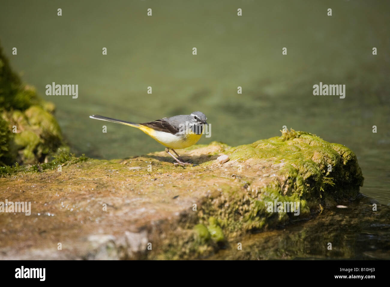 Un seul mâle adulte gris Wagtail (Motacilla cinerea) debout sur la roche à côté de l'étang avec de la nourriture Banque D'Images