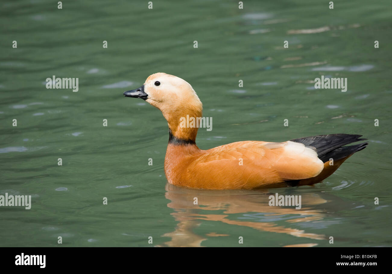 Un seul mâle Ruddy Shelduck (Tadorna ferruginea) nageant dans le lac au printemps Banque D'Images