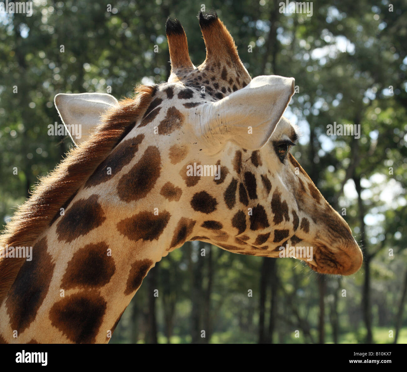 Portrait de girafe en Afrique Kenya Banque D'Images